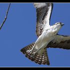 Florida - Osprey - Fischadler