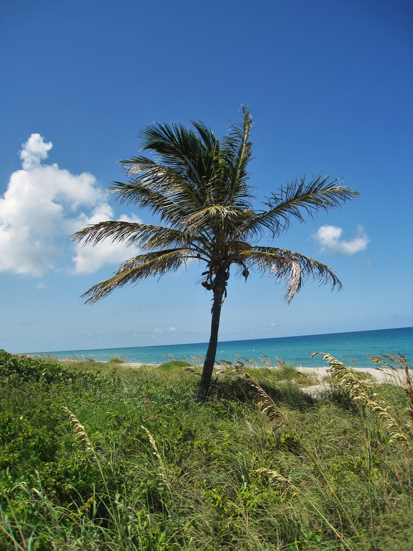 Florida, Palme am Strand