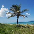 Florida, Palme am Strand