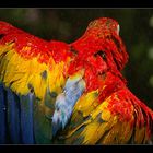 Florida Parrot