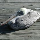 Florida Pelikan