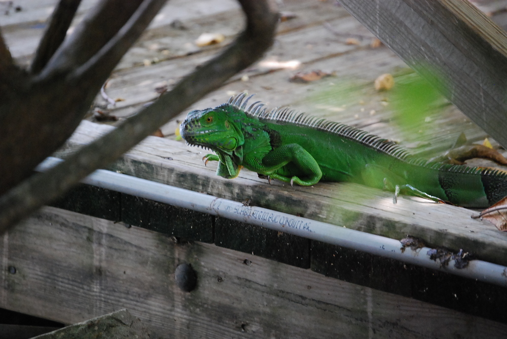 Florida Pets