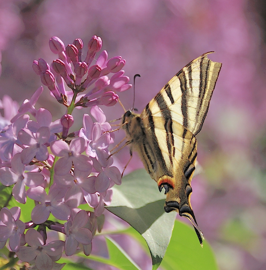 Florida primavera con mariposa