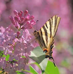 Florida primavera con mariposa