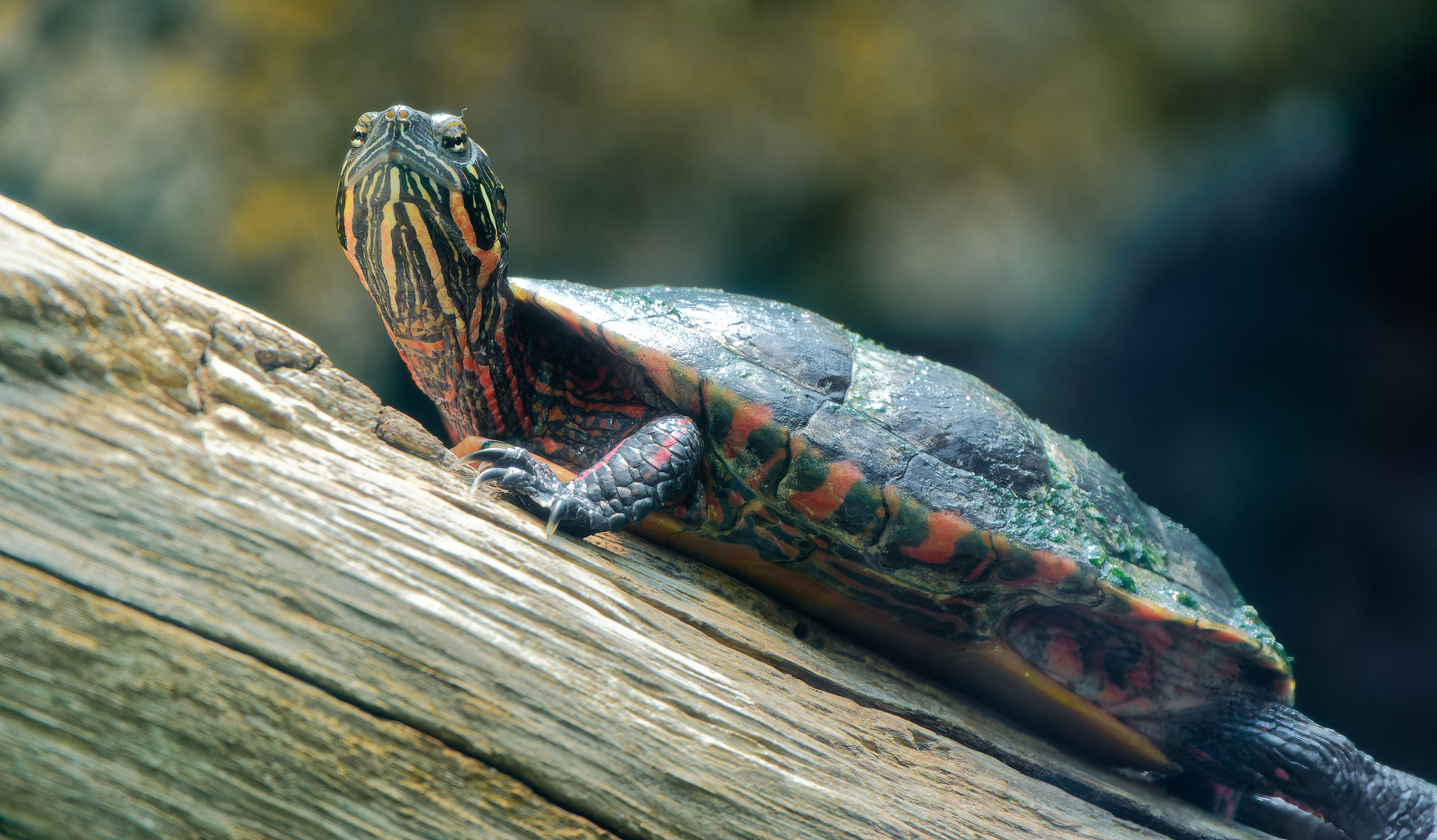 Florida-Rotbauch-Schmuckschildkröte