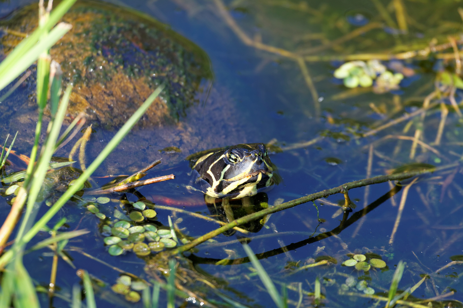 Florida- Rotbauch- Schmuckschildkröte