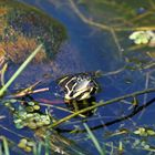 Florida- Rotbauch- Schmuckschildkröte