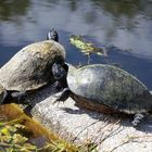 Florida Rotbauch Schmuckschildkröten