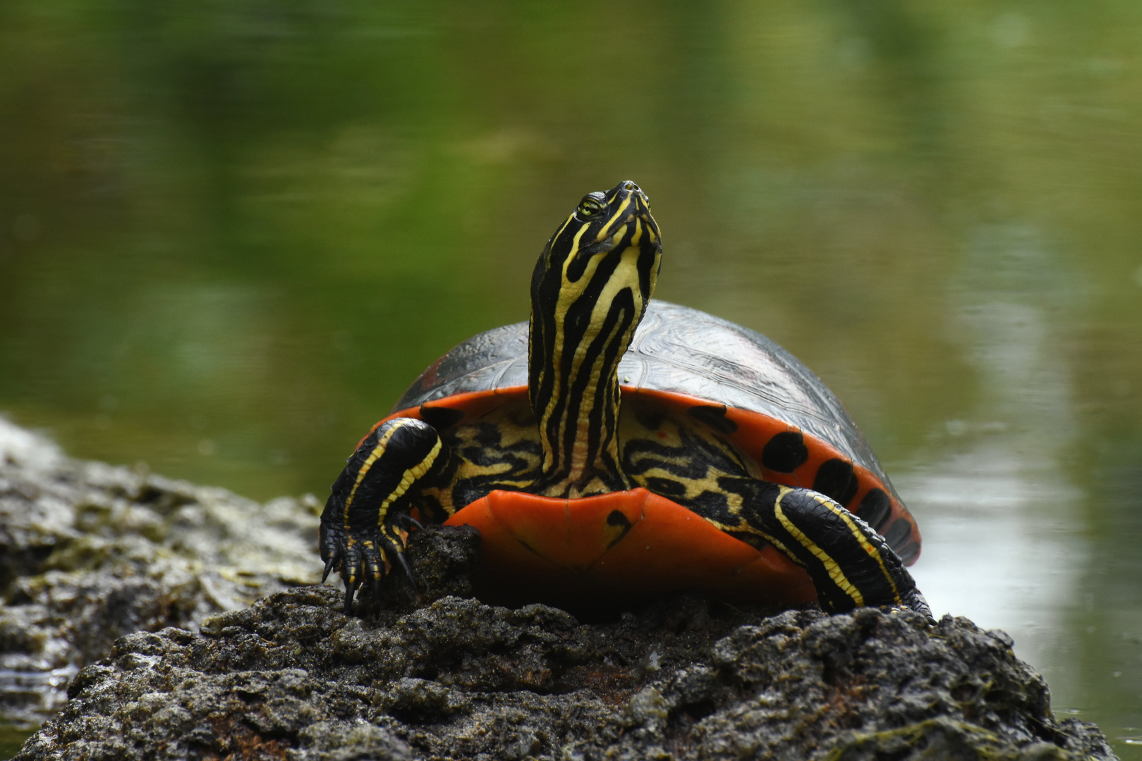 Florida - Rotbauchschmucksschildkröte 