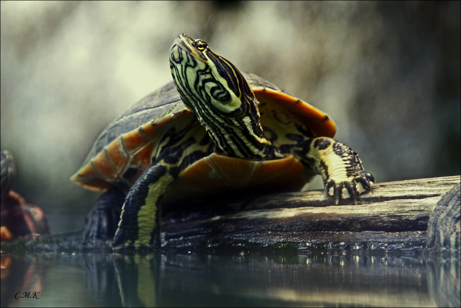 Florida Schmuckschildkröte