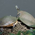 Florida-Schmuckschildkröten - Florida Cooter (Pseudemys floridana)...