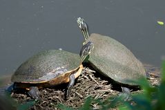 Florida-Schmuckschildkröten - Florida Cooter (Pseudemys floridana)...