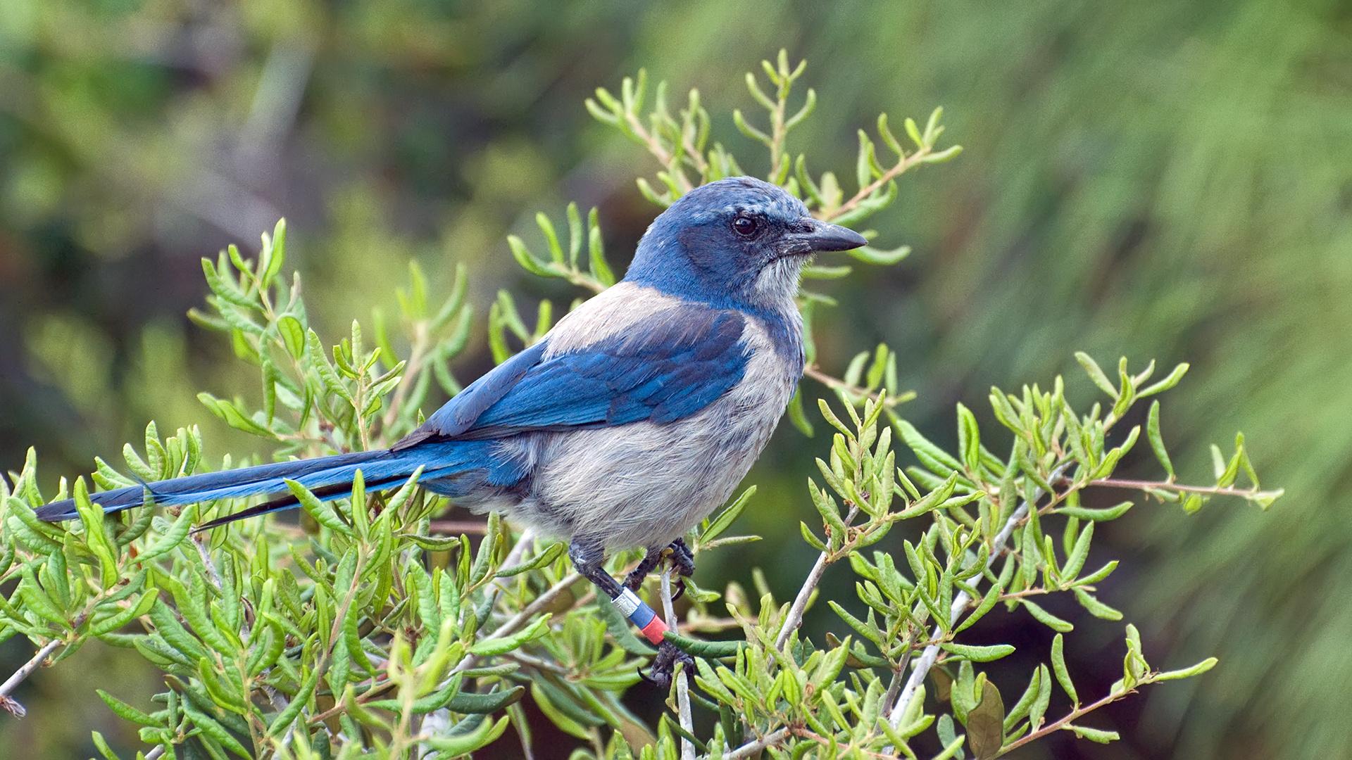 Florida scrub jay Foto & Bild natur, vögel, wildlife Bilder auf