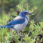 Florida scrub jay