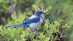 Florida scrub jay