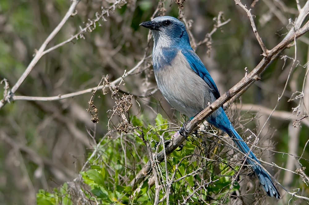 Florida Scrub-Jay