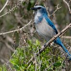 Florida Scrub-Jay