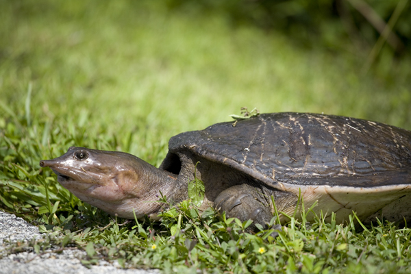Florida Softshell Turtle (Apalone ferox)