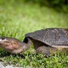 Florida Softshell Turtle (Apalone ferox)