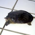 Florida Softshell Turtle