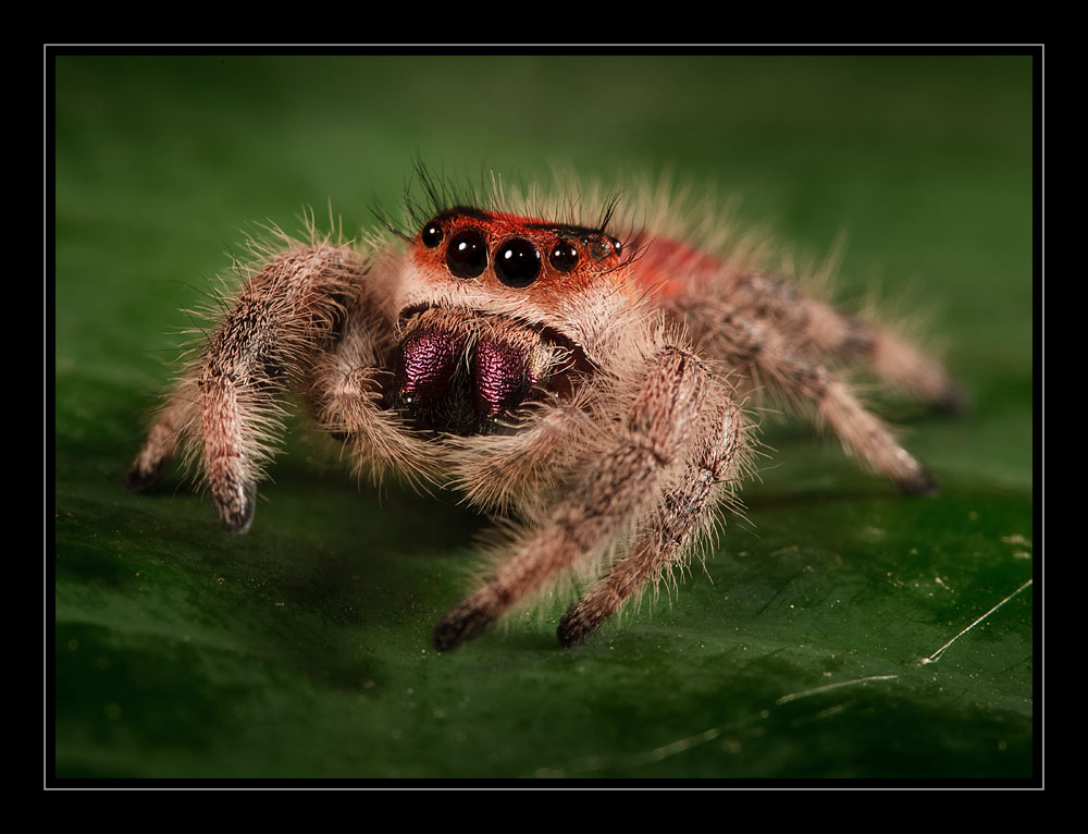 Florida Springspinne - Phidippus regius