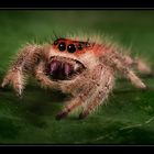 Florida Springspinne - Phidippus regius