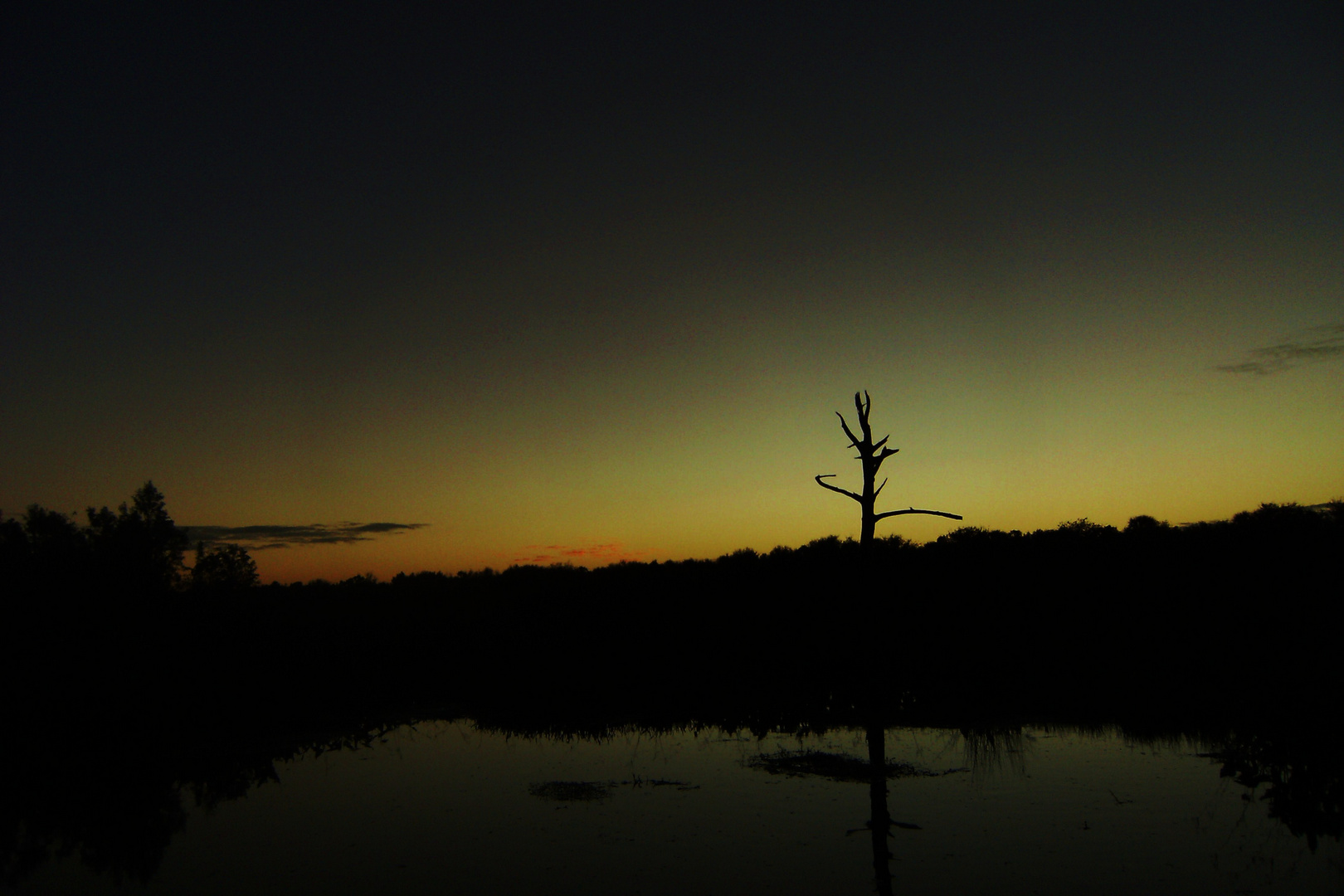 Florida Swamp