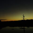 Florida Swamp