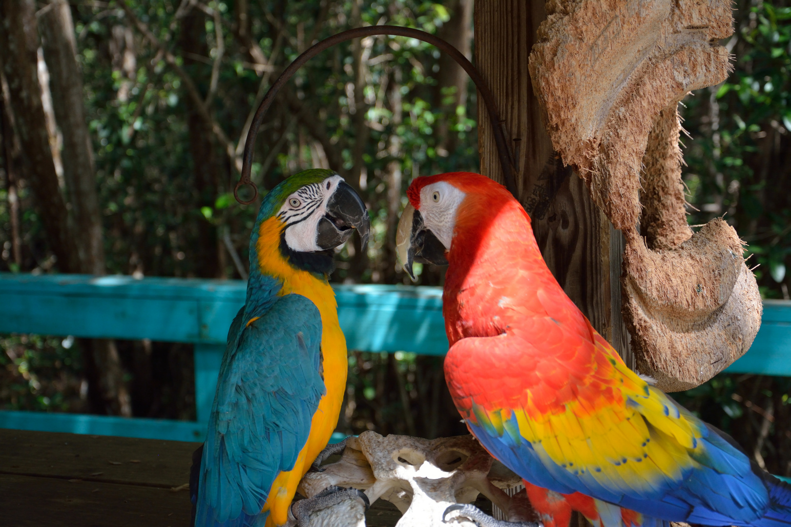 Florida / Two Parrots