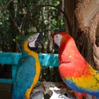 Florida / Two Parrots