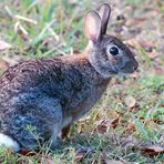 Florida-Waldkaninchen - Eastern Cottontail (Sylvilagus floridanus)