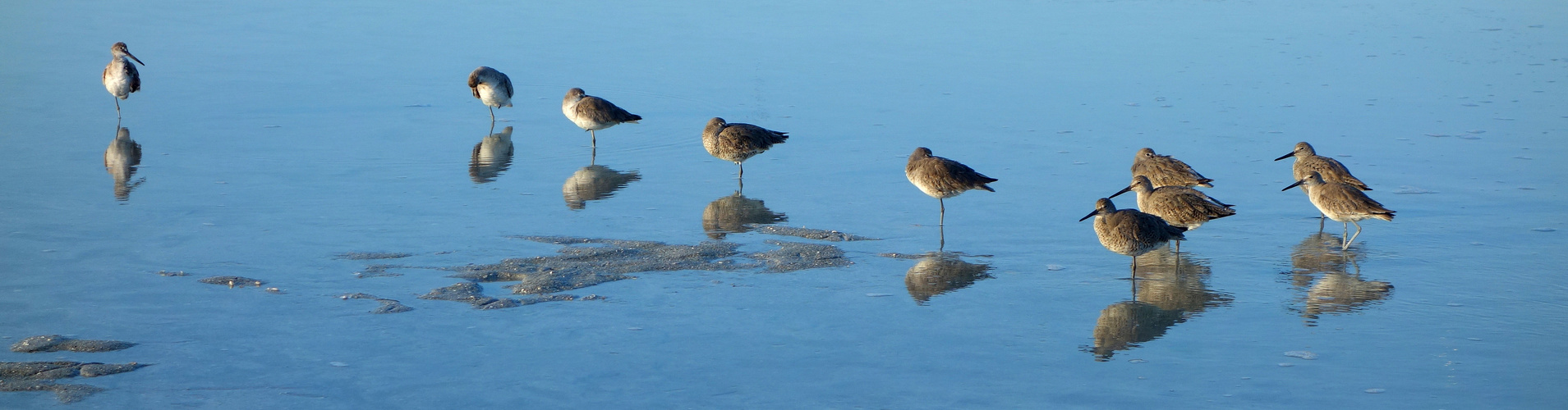 Florida waterbirds: Willets