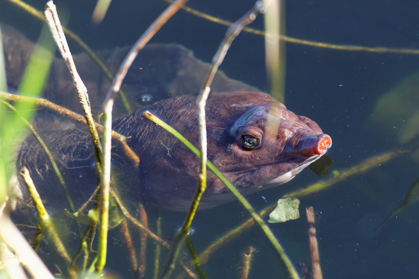 Florida Weichschildkröte