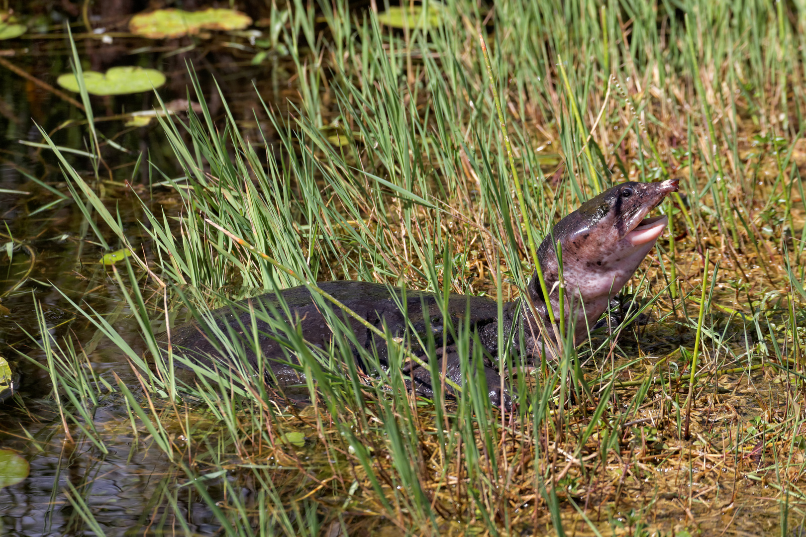 Florida Weichschildkröte_1