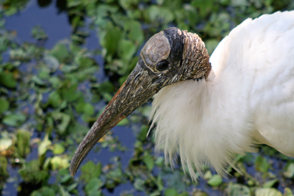 Florida Woodstorch