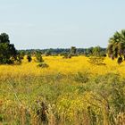 Floridas Staats-Wildblume...