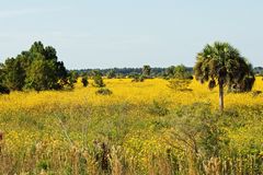 Floridas Staats-Wildblume...