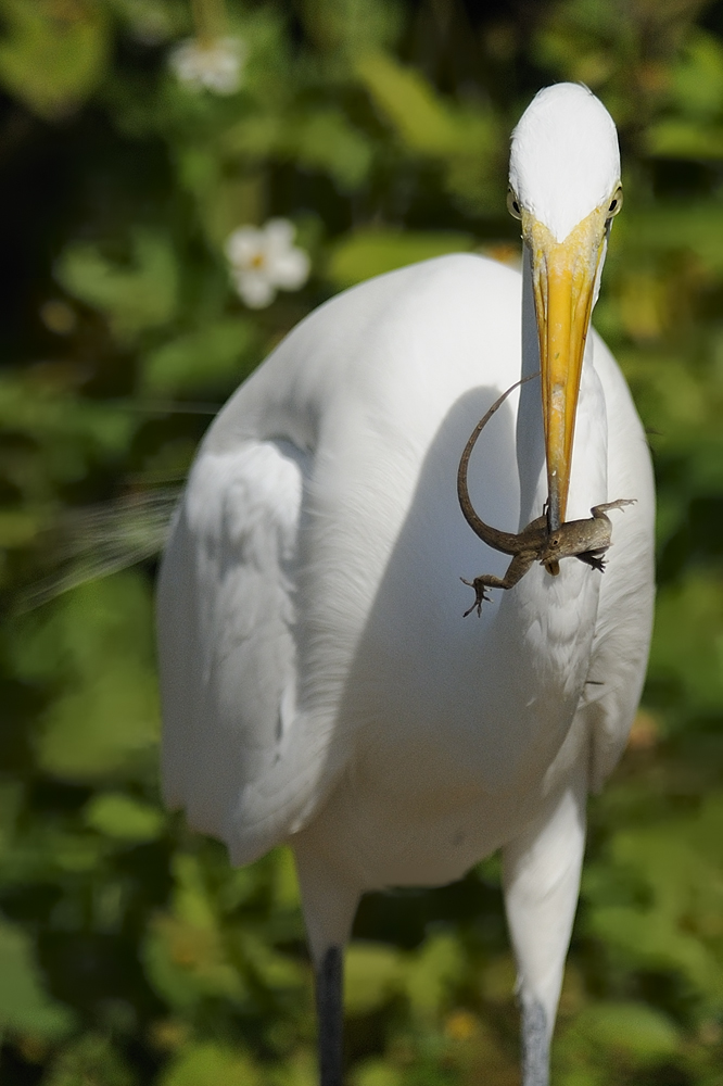 Florida's Vogelwelt (3)