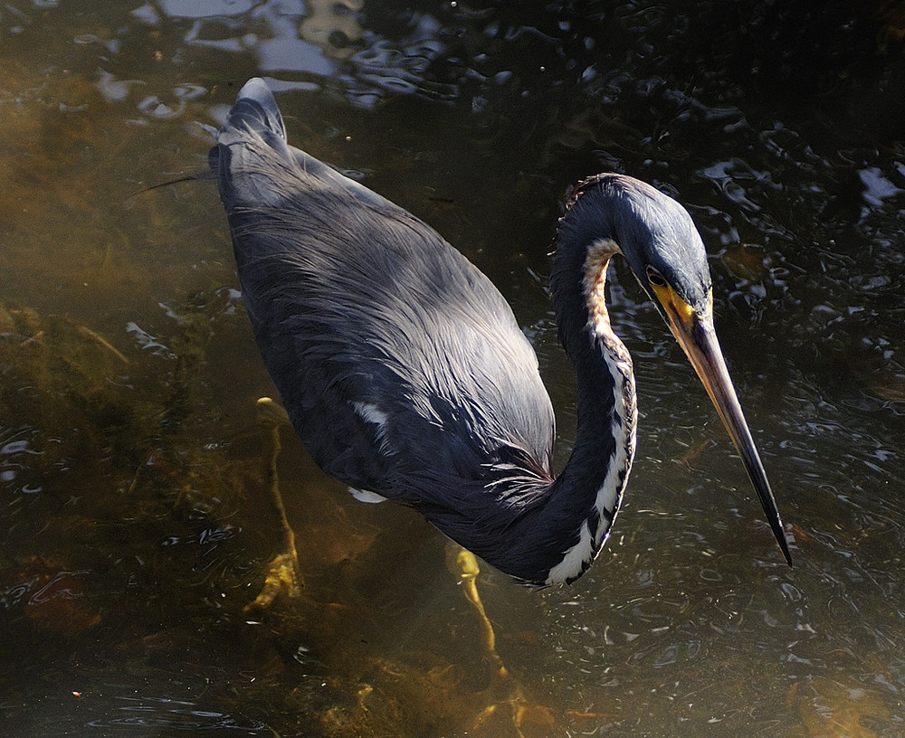 Florida's Vogelwelt (5)