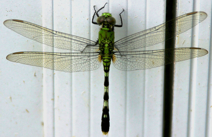 Floridian Dragonfly