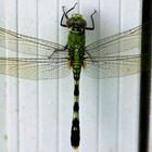 Floridian Dragonfly