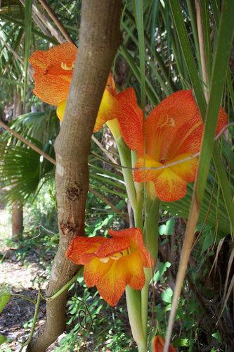 floridian flowers