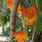 floridian flowers