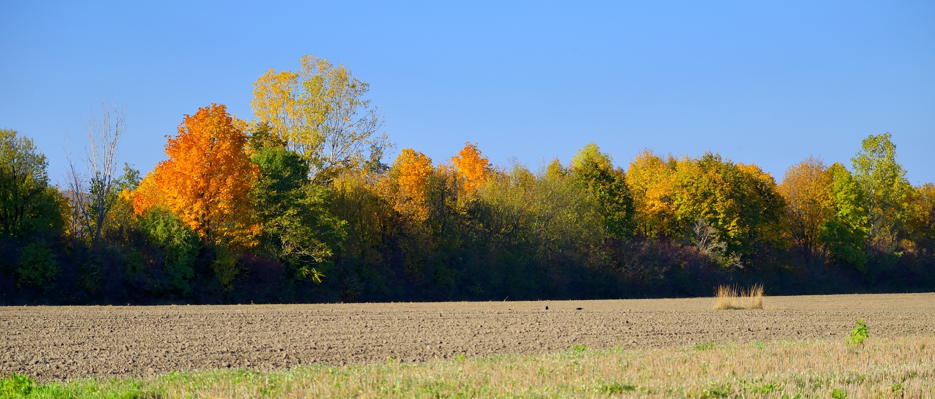 floridsdorfer herbst