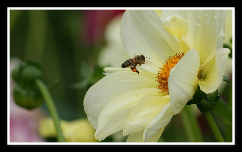 FLORISTIN SUCHT JOB   BEI   FLORA