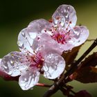 Flor(Prunus Persica)