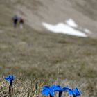 Flors blaves sota el cim