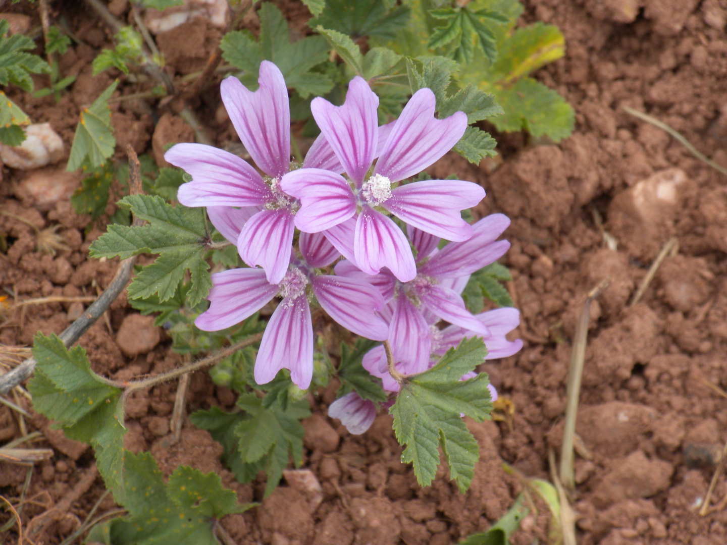 FLORS DE TERRA