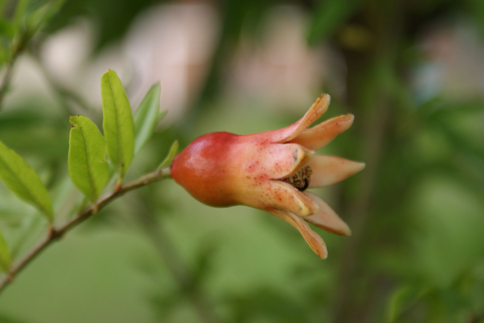 Florzinha