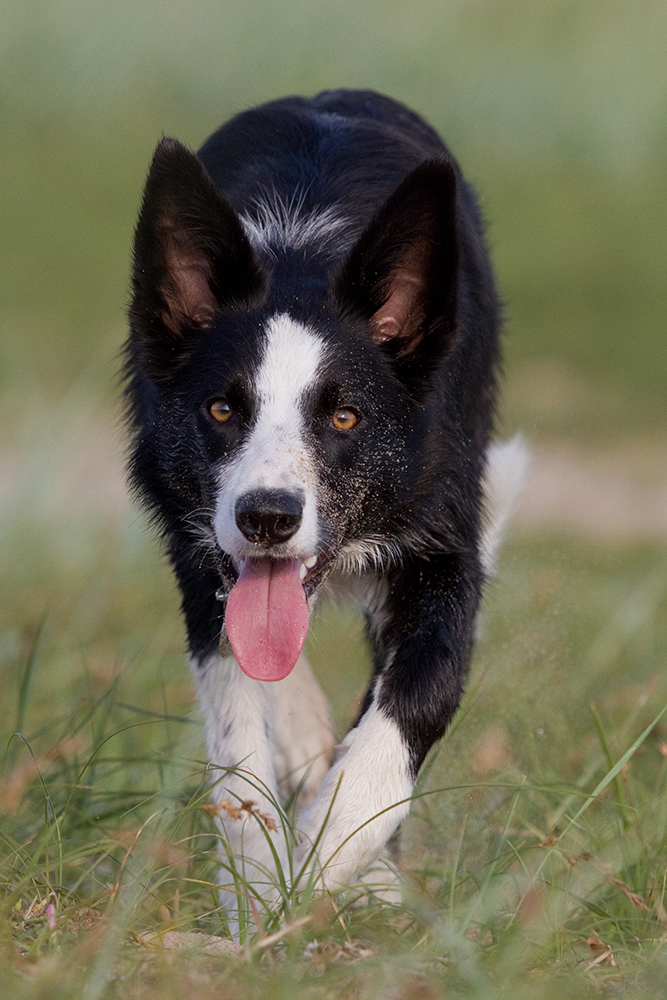 Floss